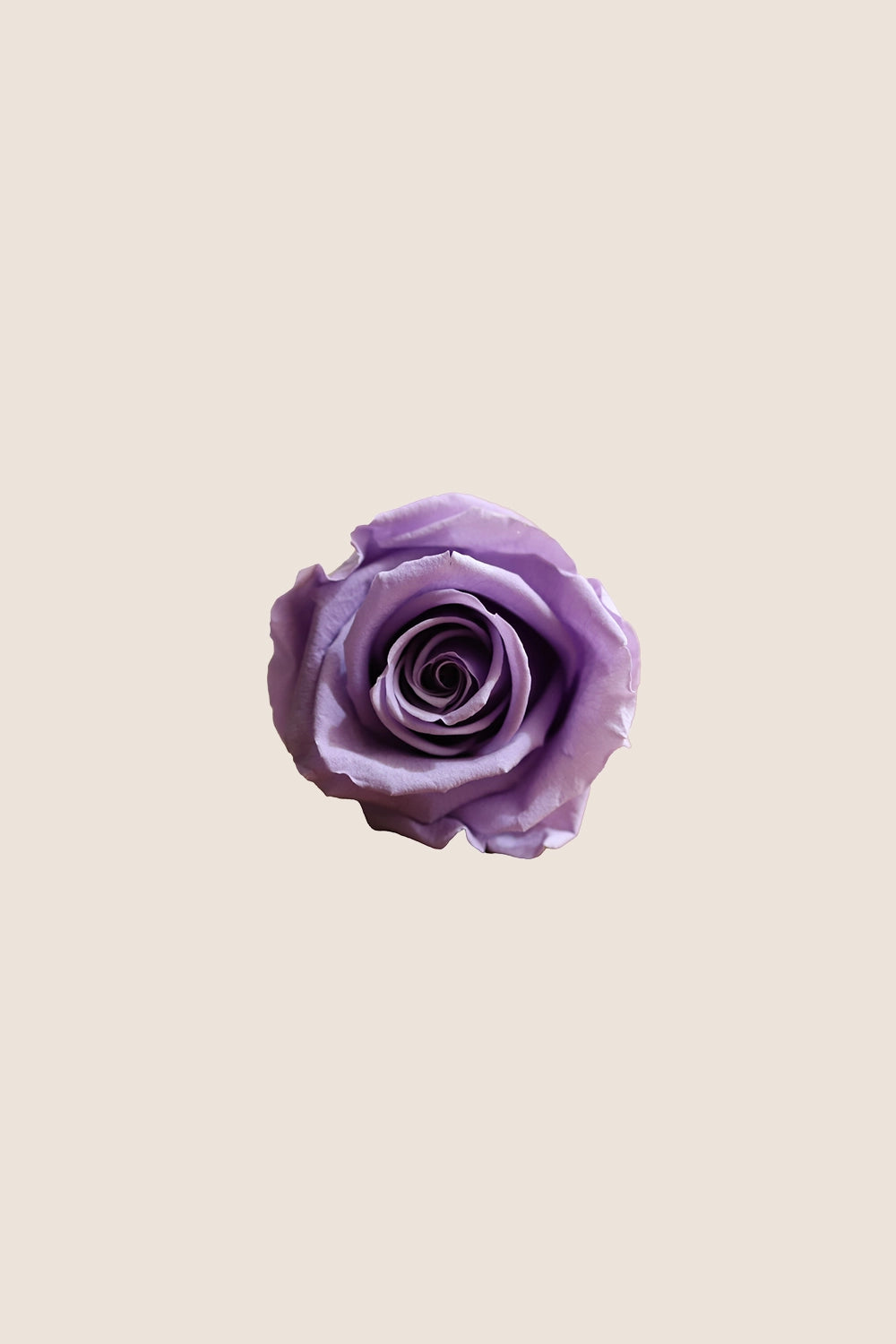Rose Standard - Boîte 6 têtes
