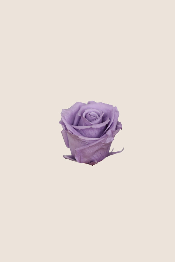 Rose Standard - Boîte 6 têtes