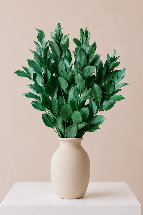 Ruscus 50/60