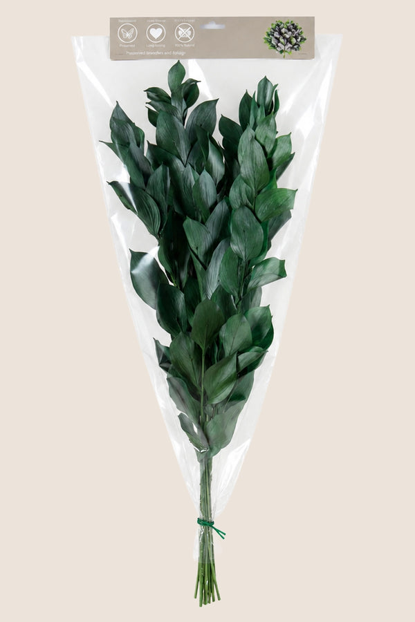 Ruscus 50/60