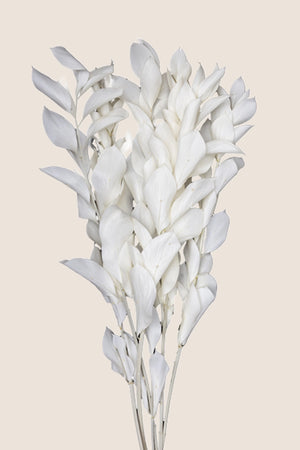 Ruscus