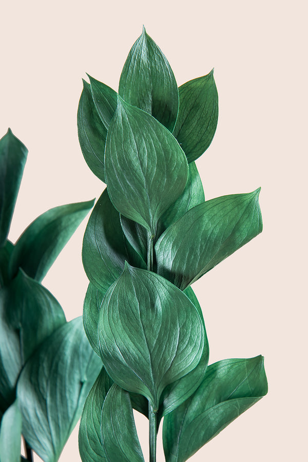 Ruscus 50/60