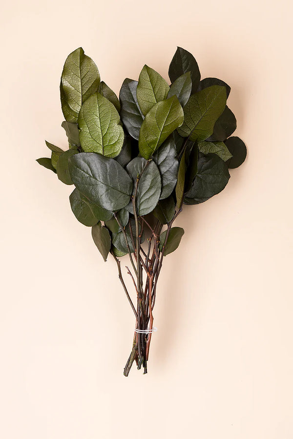 Salal 20/50