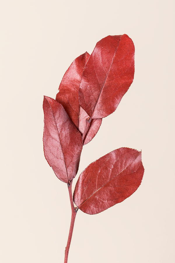 Salal 20/50