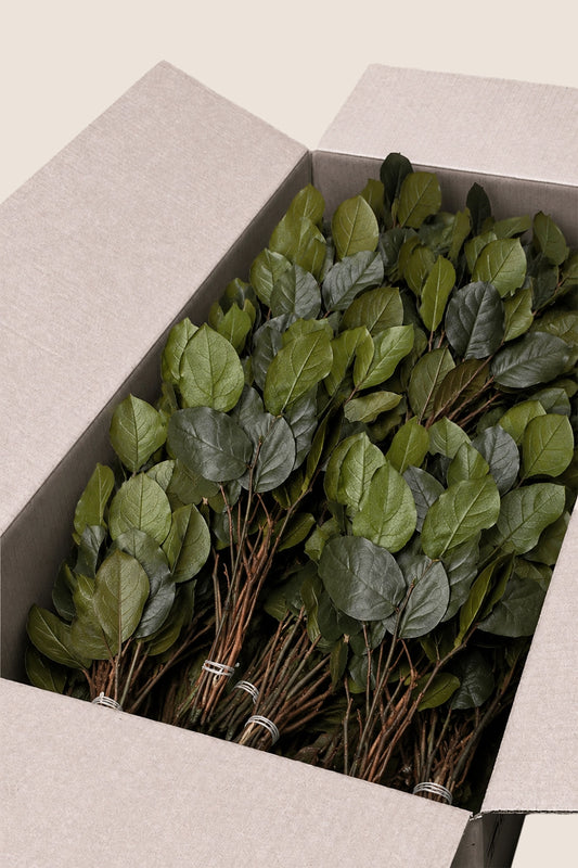 Salal bulk