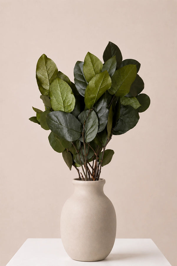 Salal 20/50