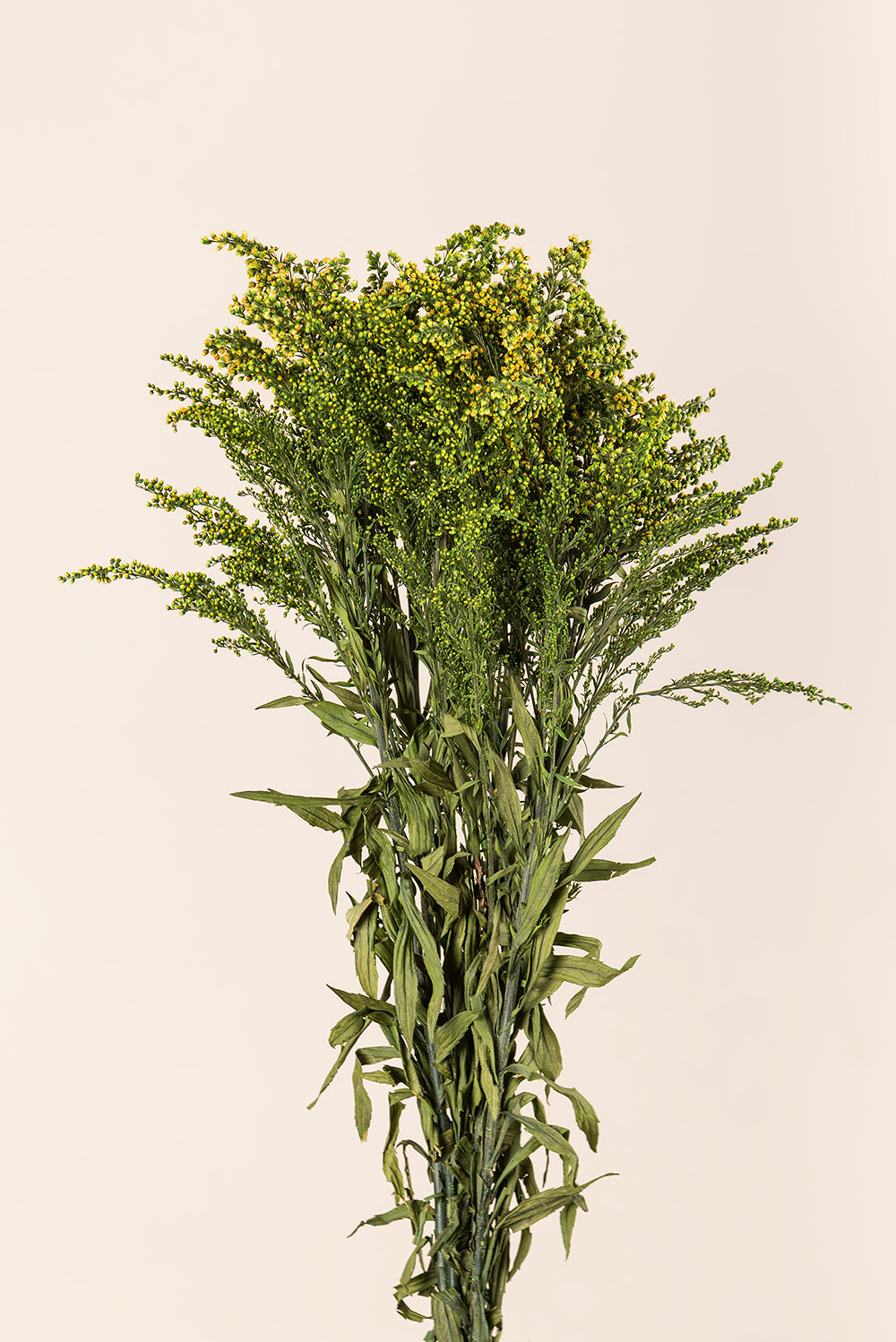 Solidago