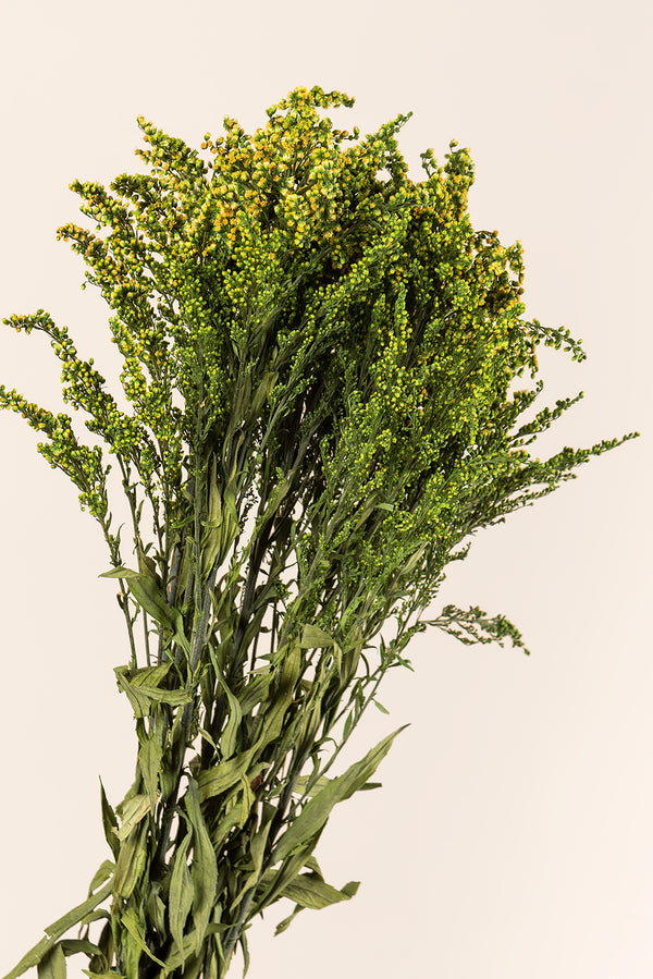 Solidago