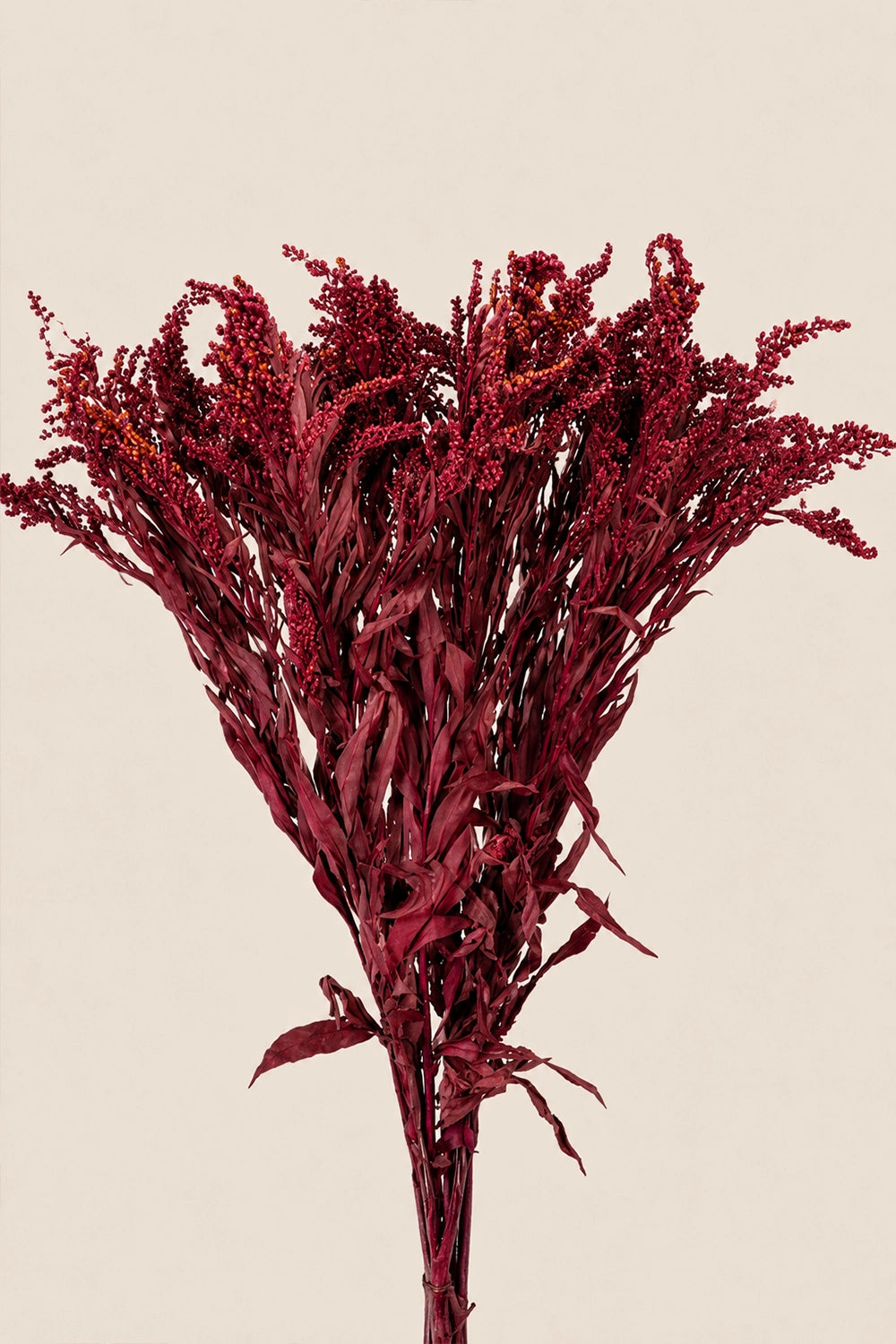 Solidago