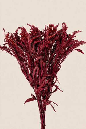 Solidago