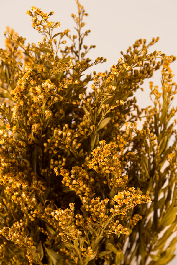 Solidago