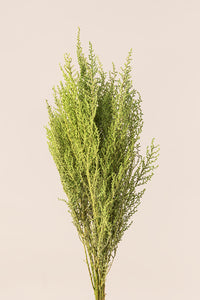 Vert citron