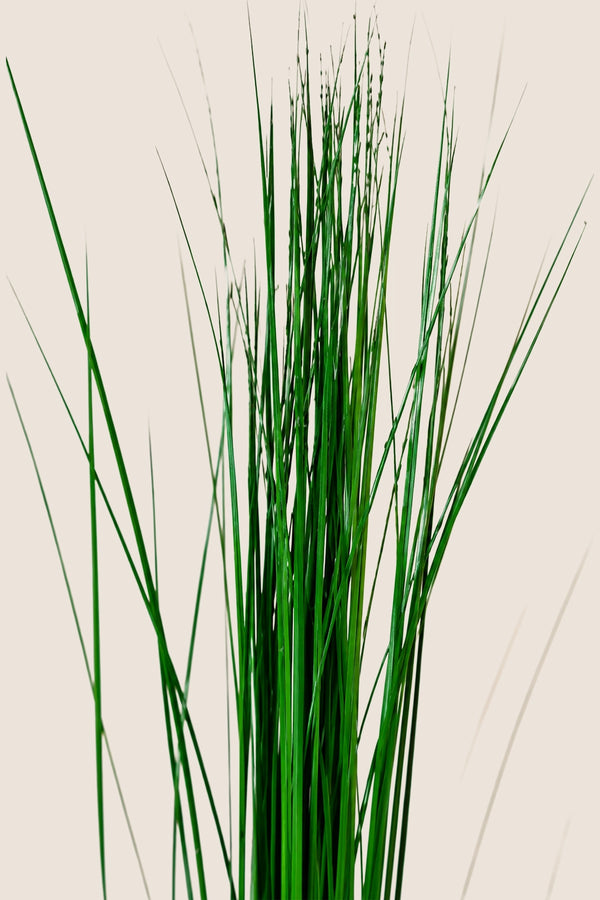 Herbe d'acier