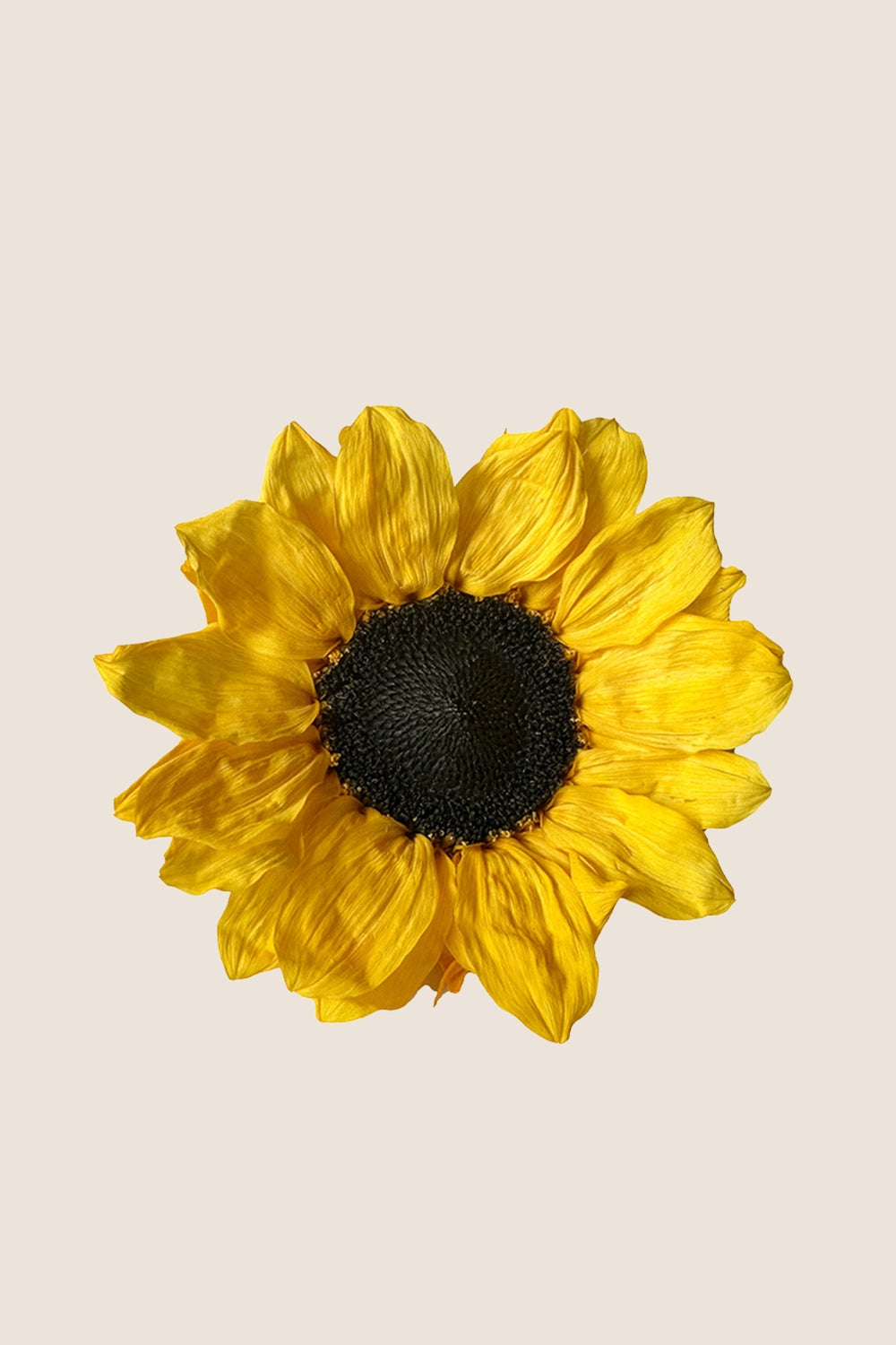 Tournesol 1 Unité