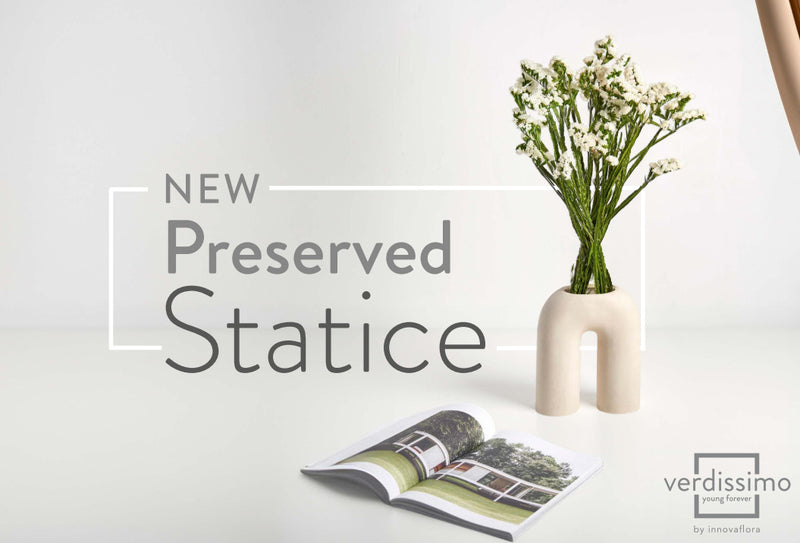 <p>Statice</p>