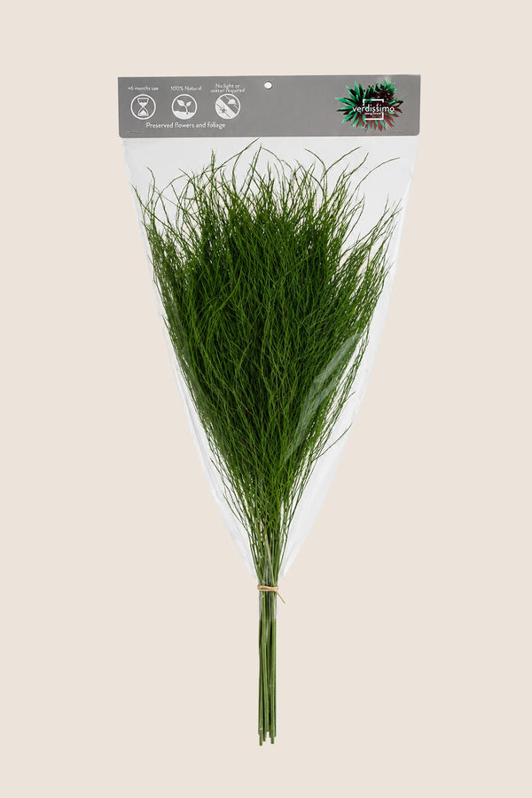 Fougère arborescente