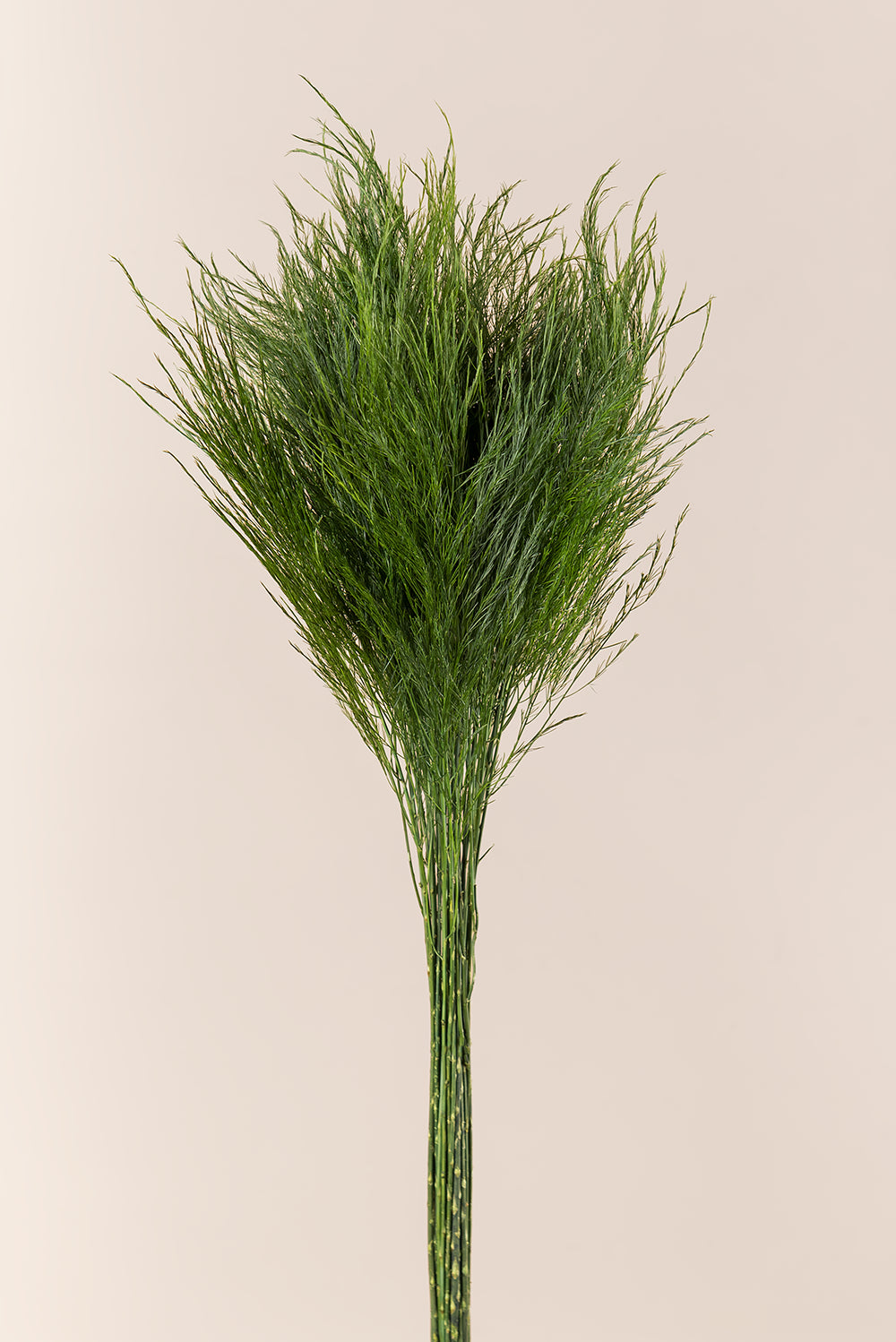 Baumfarn