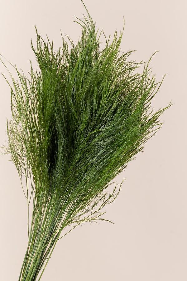 Fougère arborescente