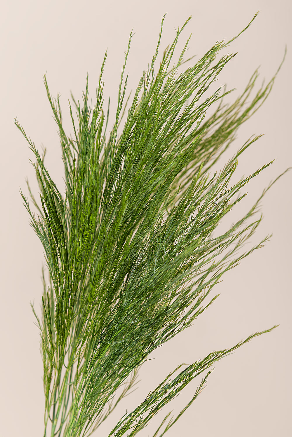 Baumfarn