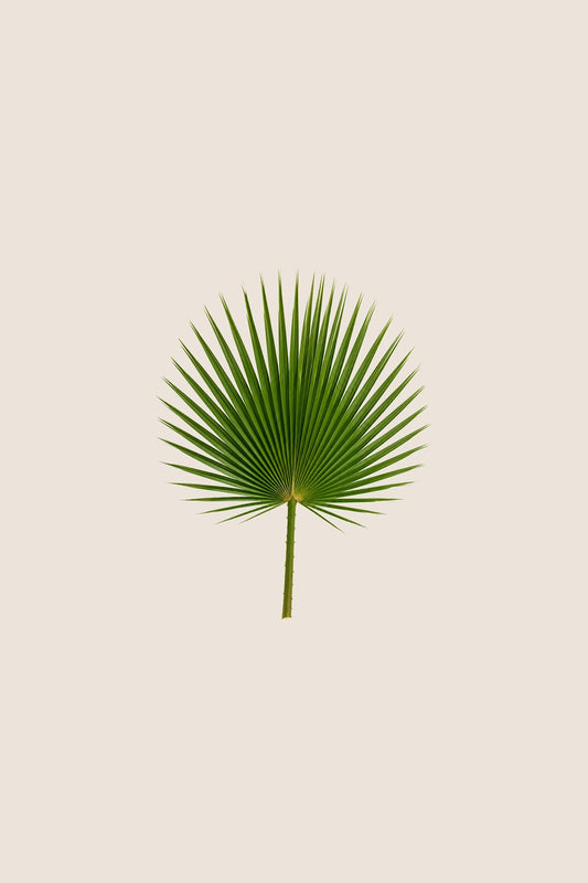 Washingtonia
