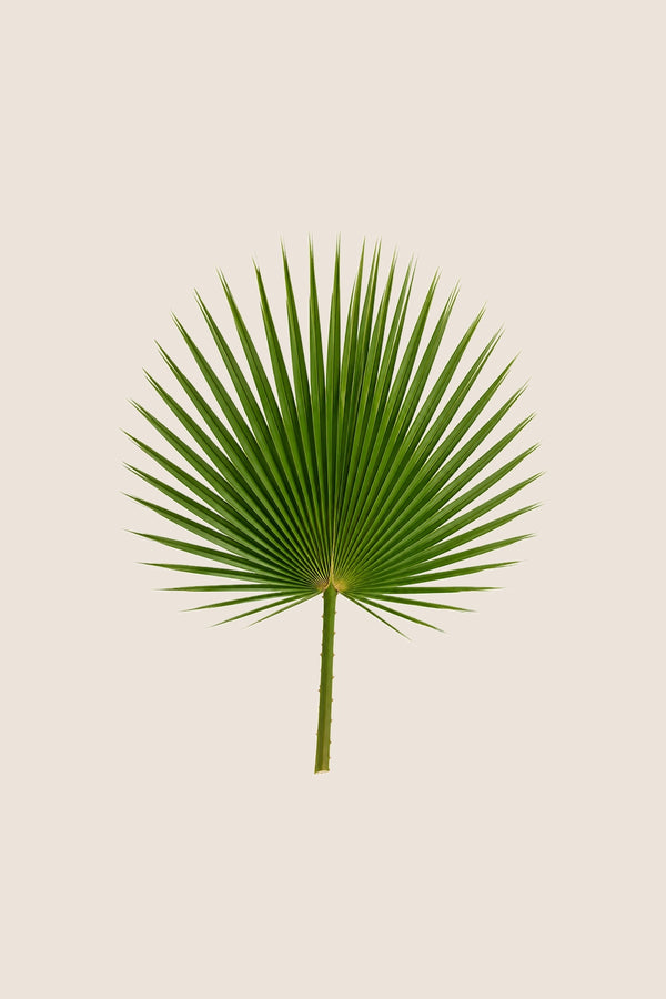 Washingtonia