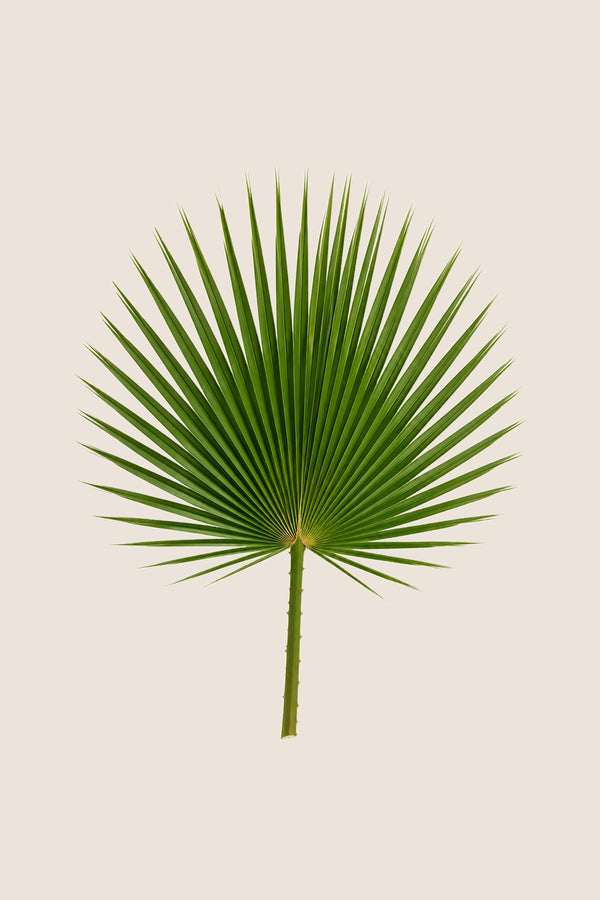 Washingtonia