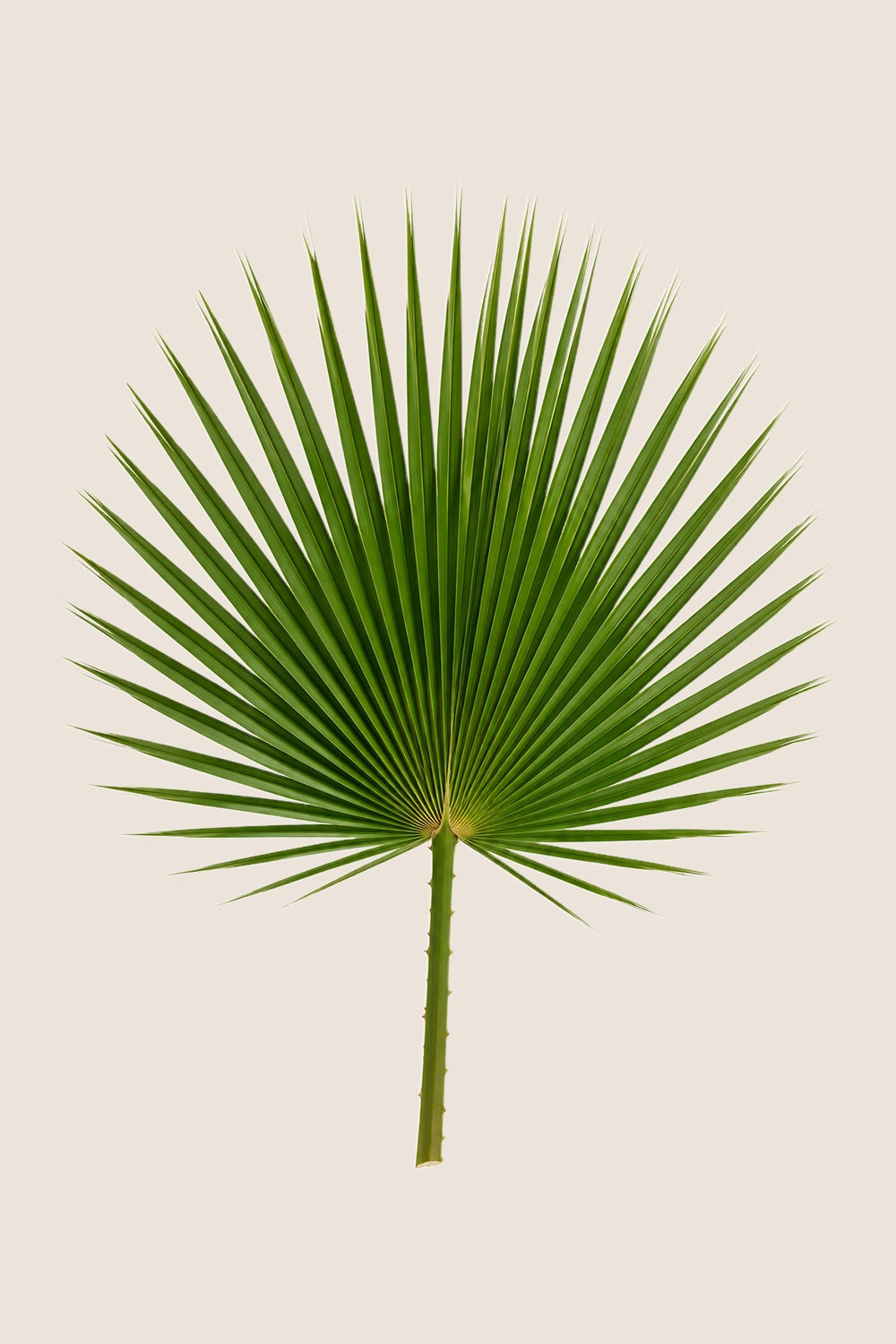 Washingtonia