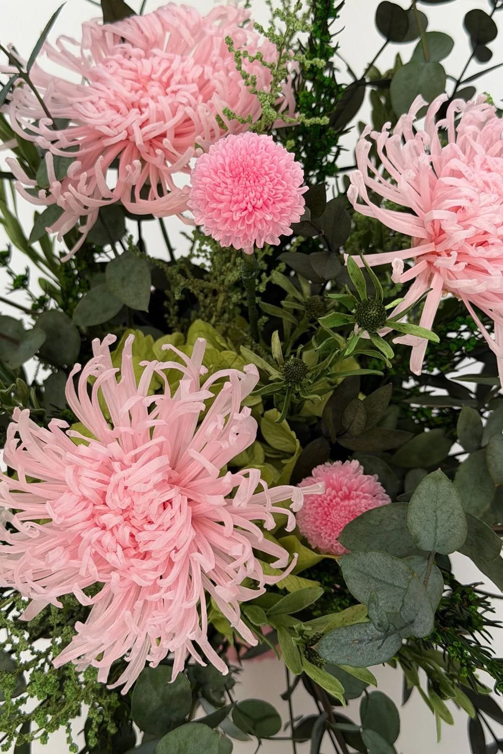 Anastasia Chrysanthemum - Caja de 3 cabezas