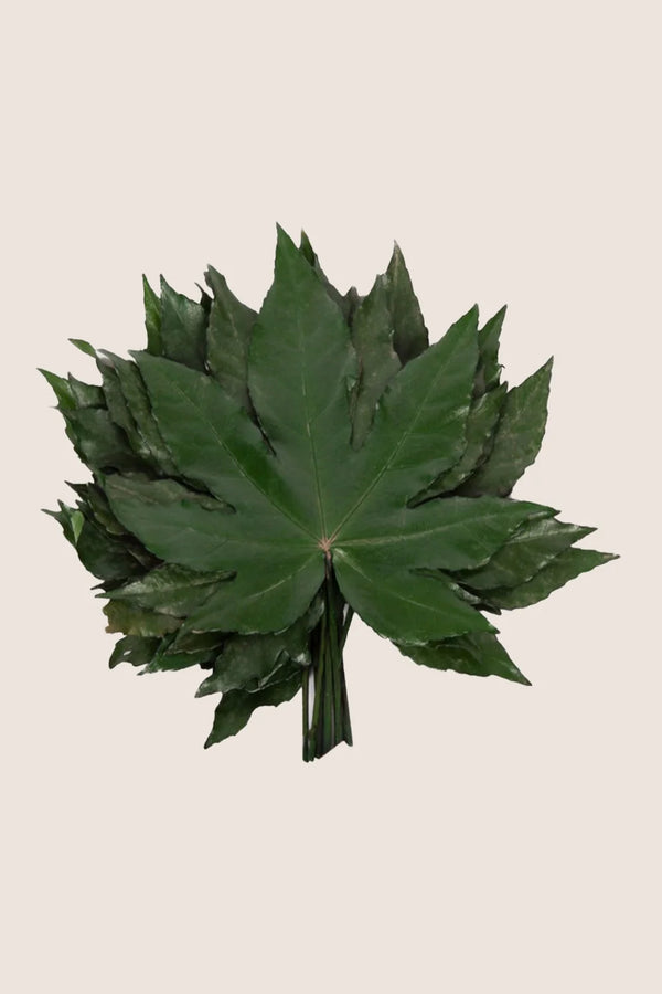 Aralia - Beutel mit 10 Blättern