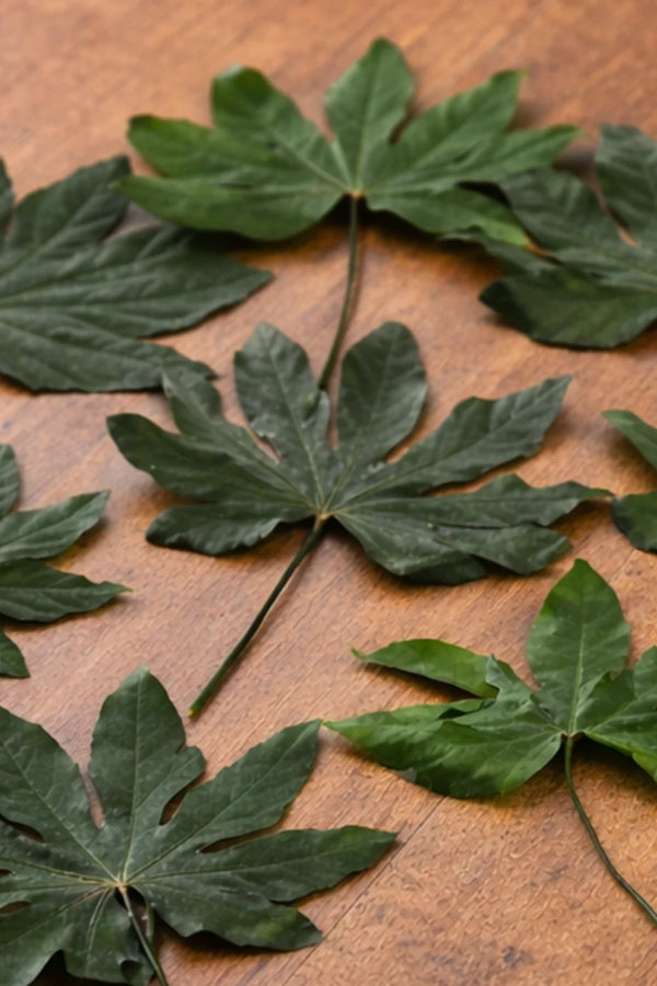 Aralia - Beutel mit 10 Blättern