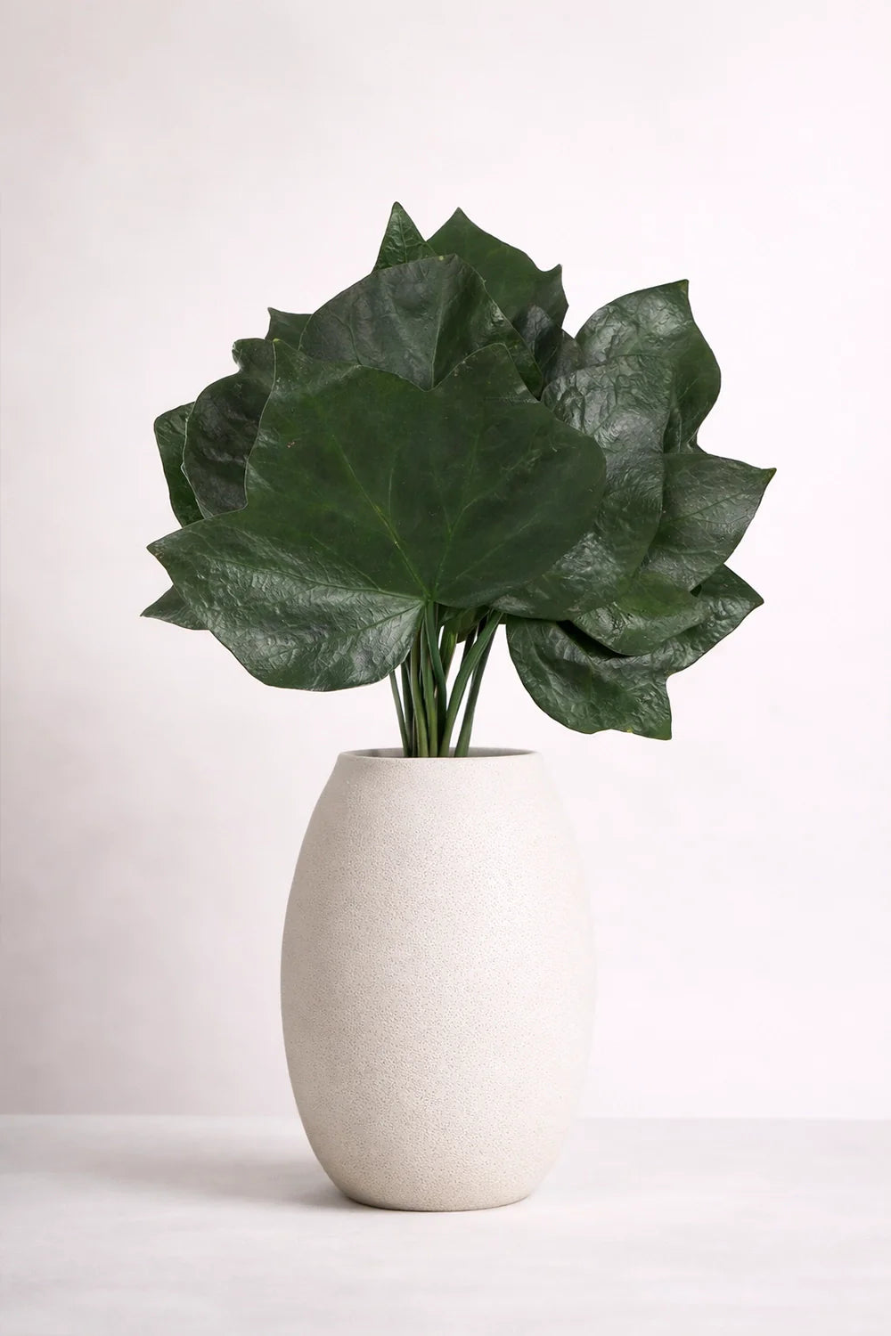 Efeu Hedera Helix