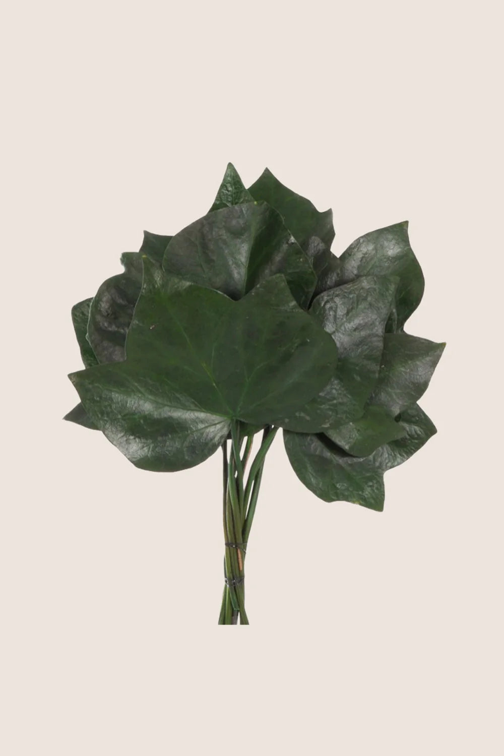 Efeu Hedera Helix