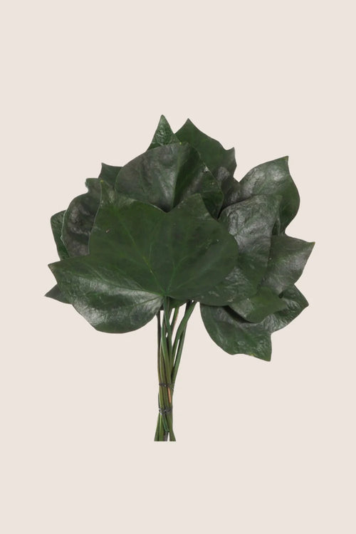 Ivy Hedera Helix