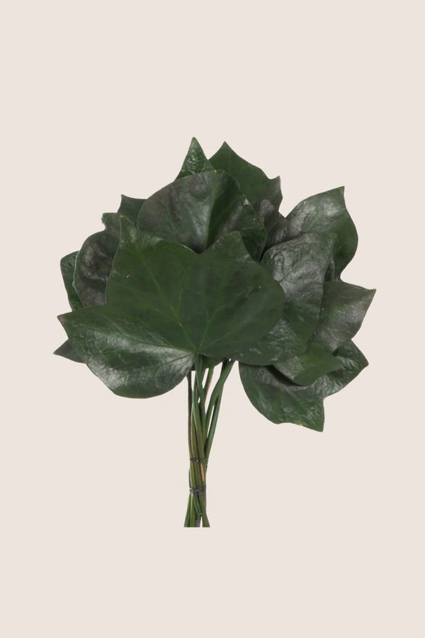 Ivy Hedera Helix