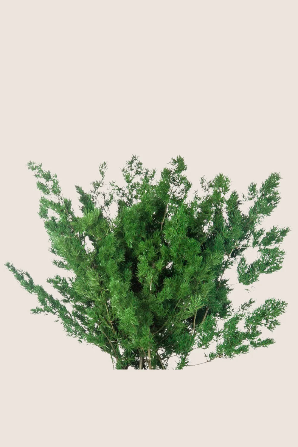Ming Fern