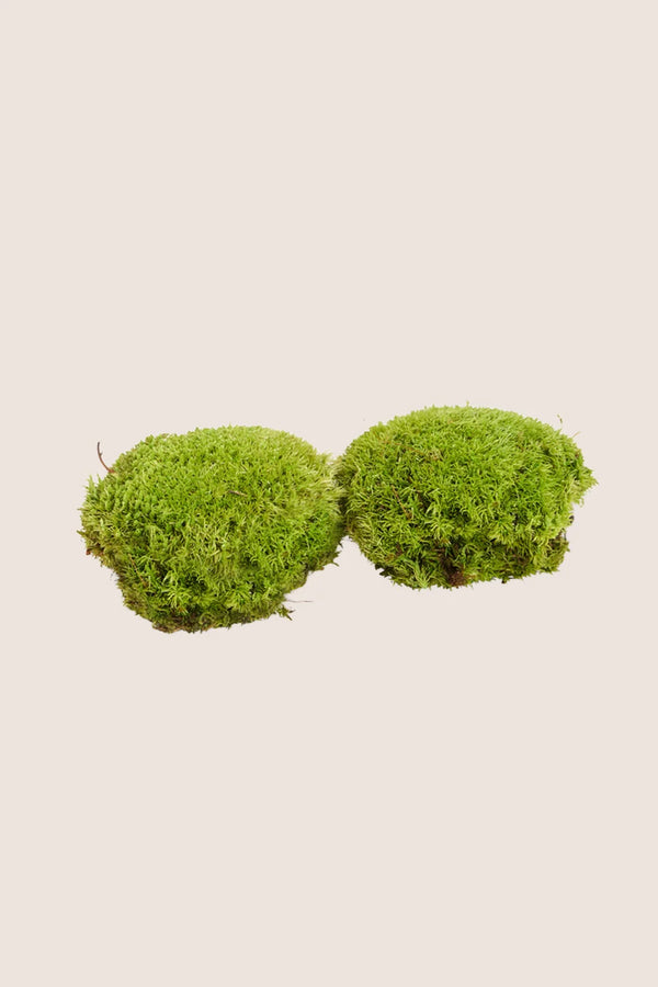 Polemoss - Bulk Box