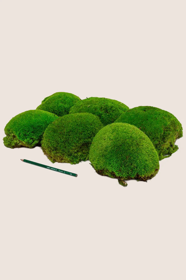 Polemoss XL - Bulk Box