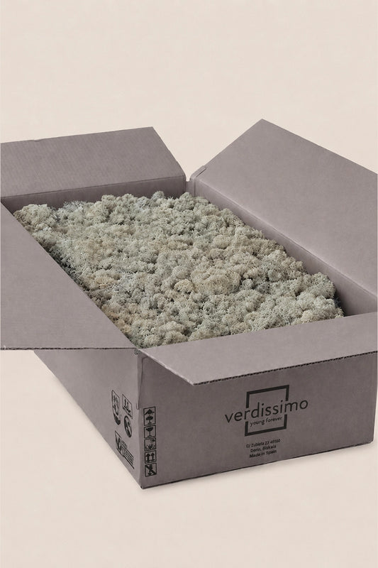 Lichen ~5Kg - Bulk Box