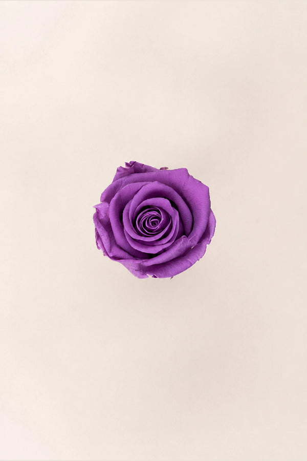 Rose Standard Bulk - Pack 195 u.