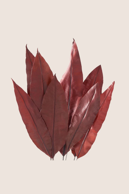 Feuille tropicale