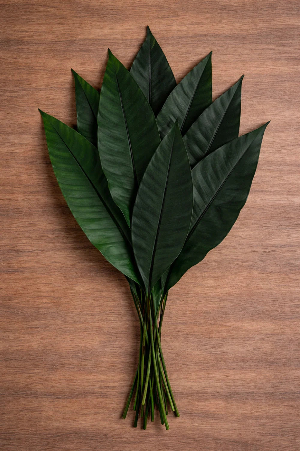 Tropical Leaf