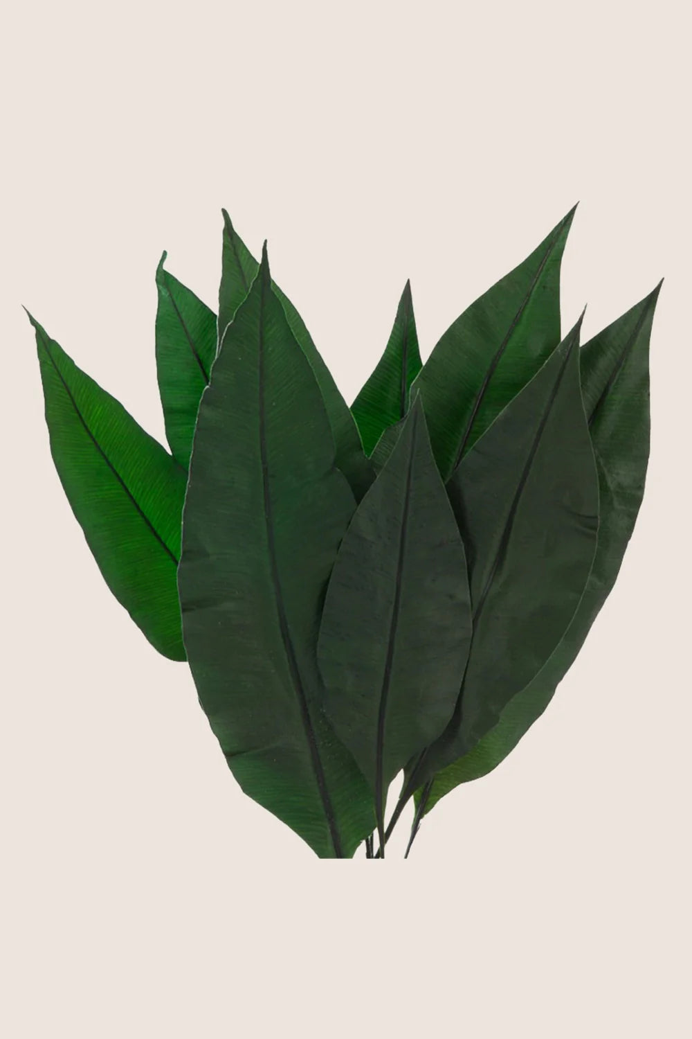 Tropical Leaf