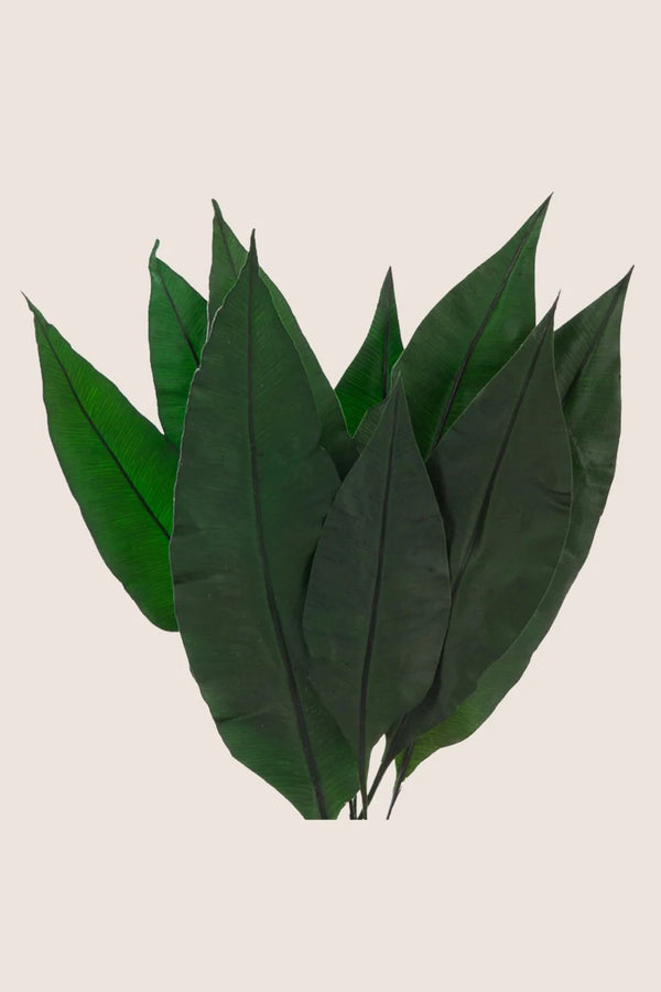 Feuille tropicale