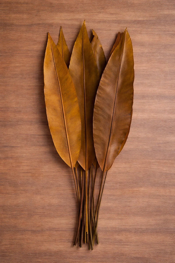 Feuille tropicale