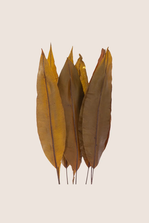 Tropical Leaf