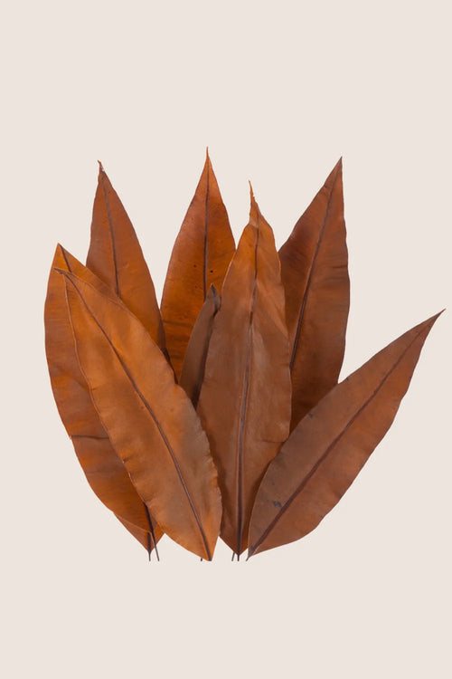 Tropisches Blatt