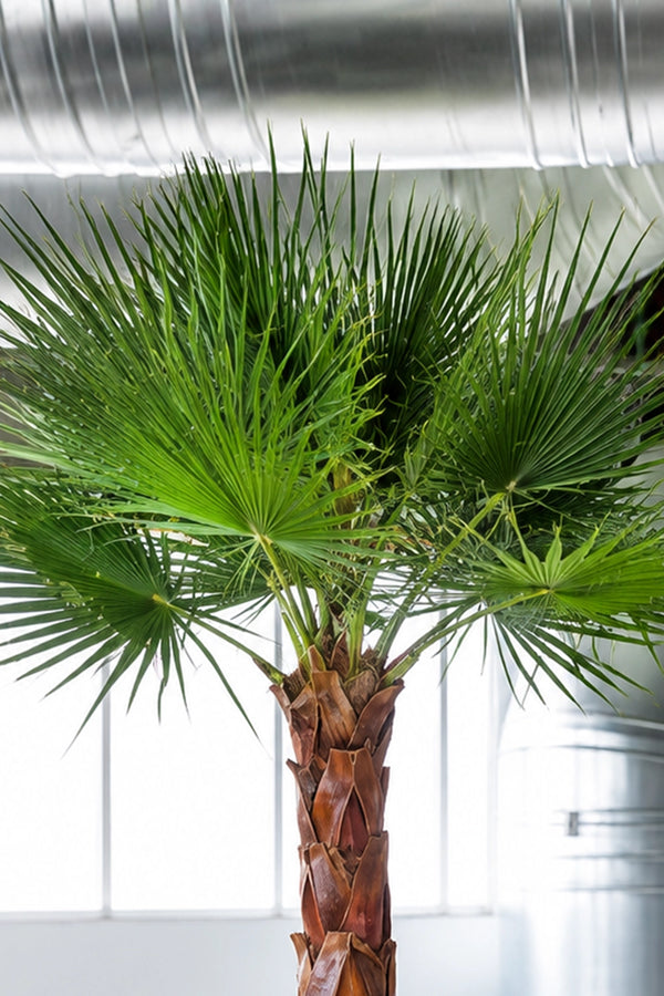 Washingtonia