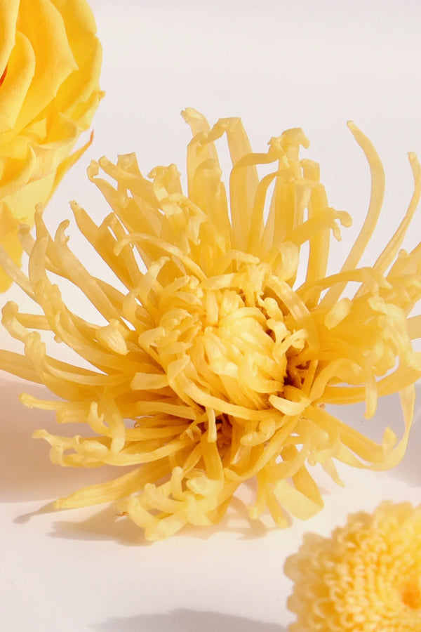 Anastasia Chrysanthemum - Box 3 heads