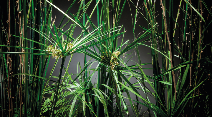 composition florale avec du papyrus stabilisée - Verdissimo