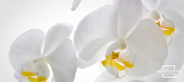 El significado de la orquídea blanca - Verdissimo